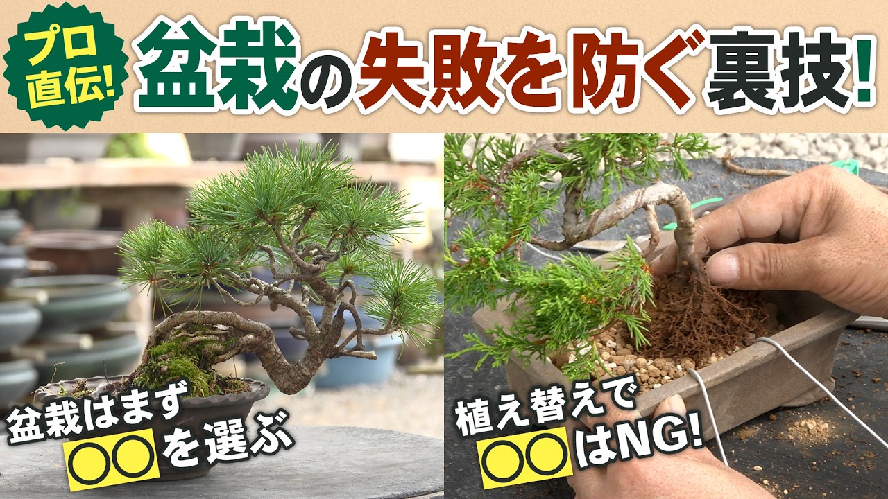 【プロ直伝】初心者必見！盆栽の失敗しない育て方の裏技