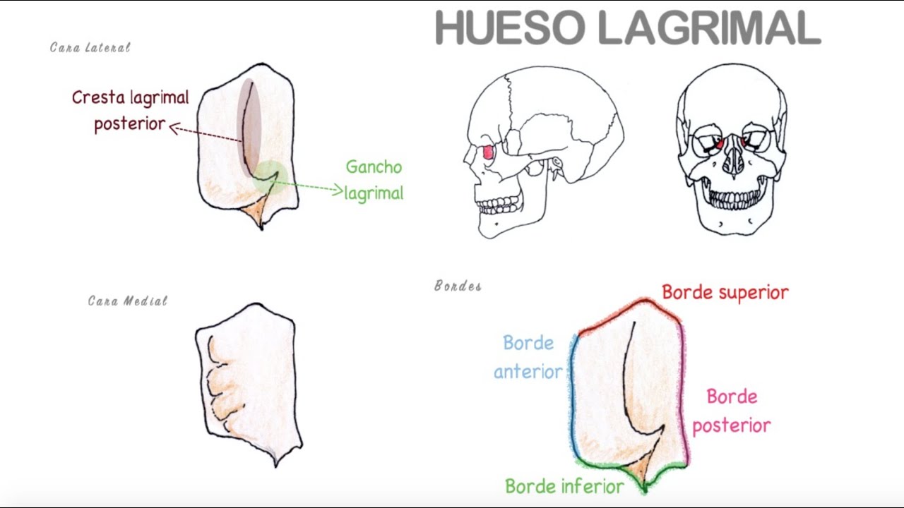Hueso Lagrimal