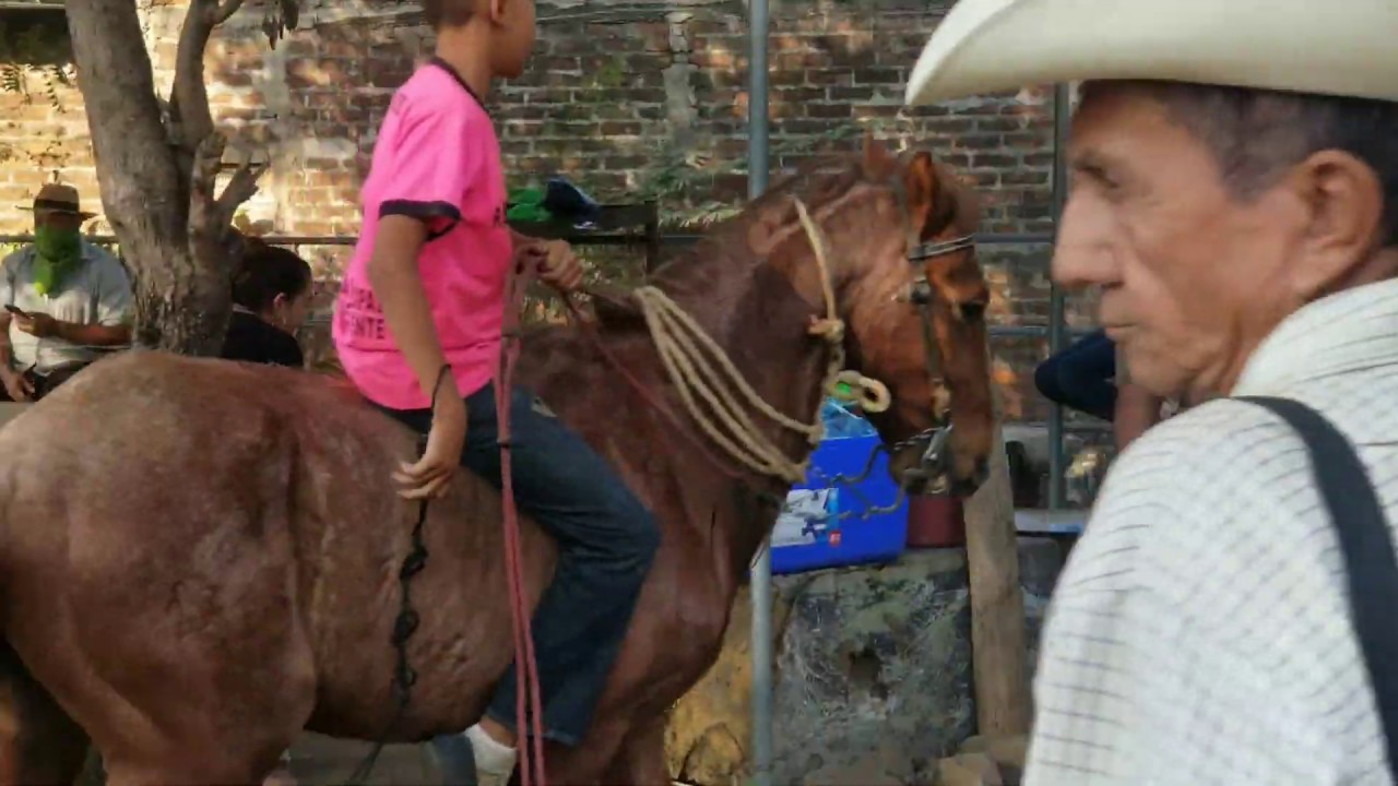 Caballos en San Miguel El Salvador On