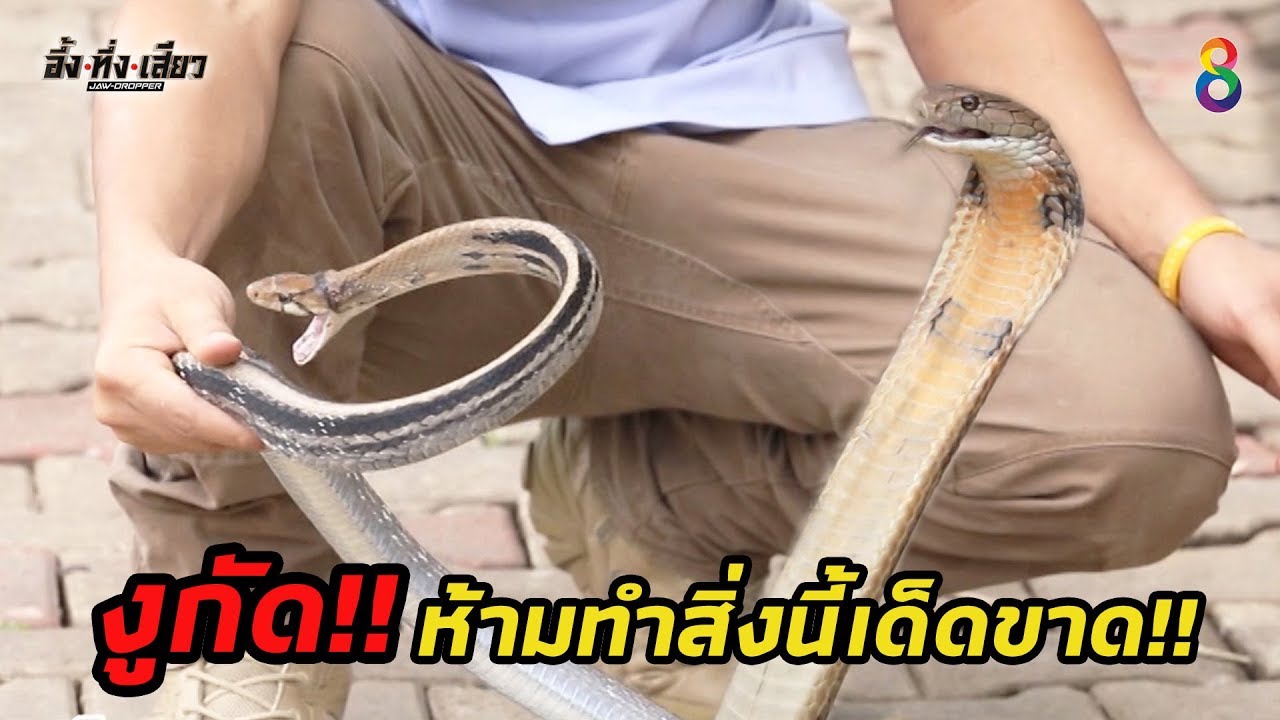 งูกัด!! ห้ามทำสิ่งนี้เด็ดขาด!! จะมีอะไรบ้างมาดูกัน!!