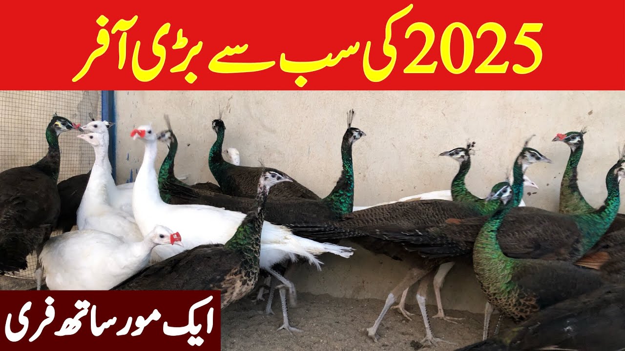 Biggest offer of 2025 on Peacocks | White Peacock | Ground birds Farm| Rawalpindi Birds Market