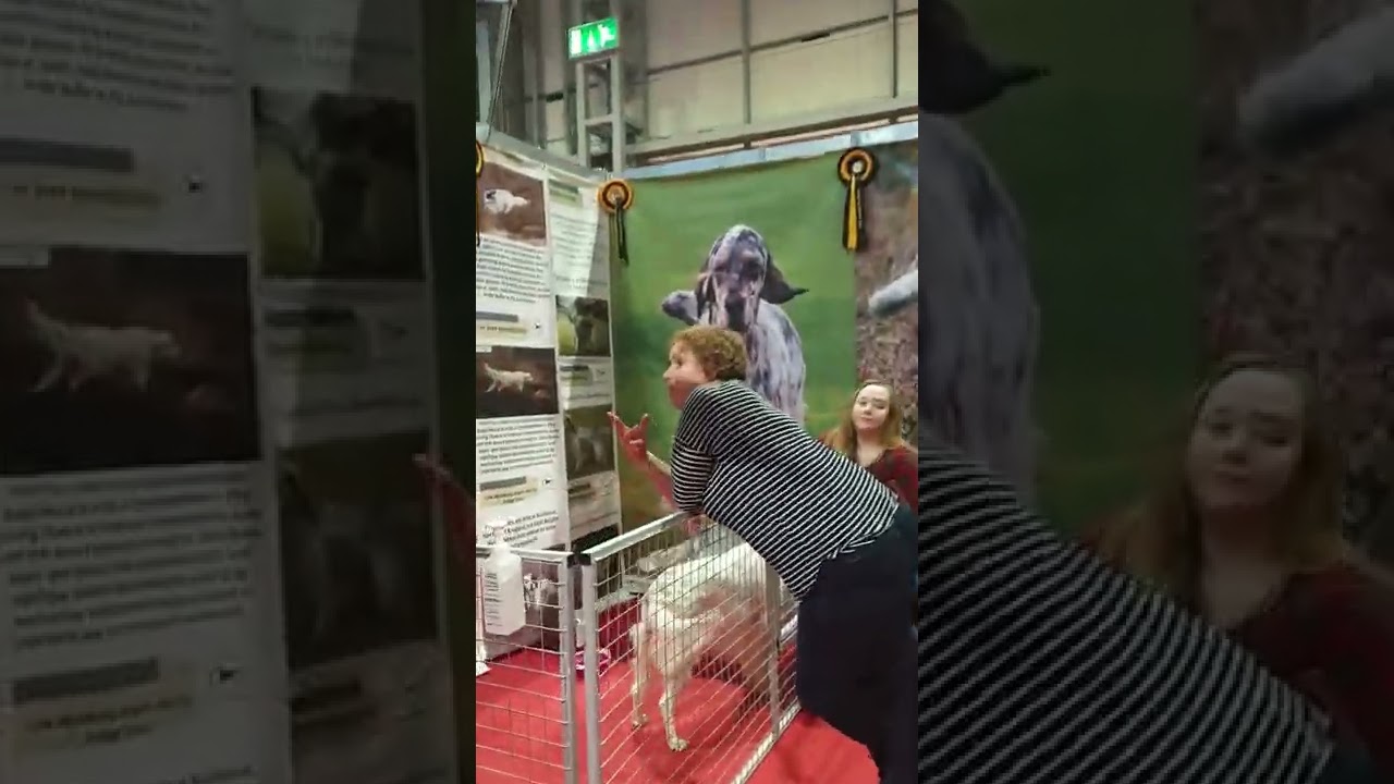 Discover Dogs at Crufts 🐕