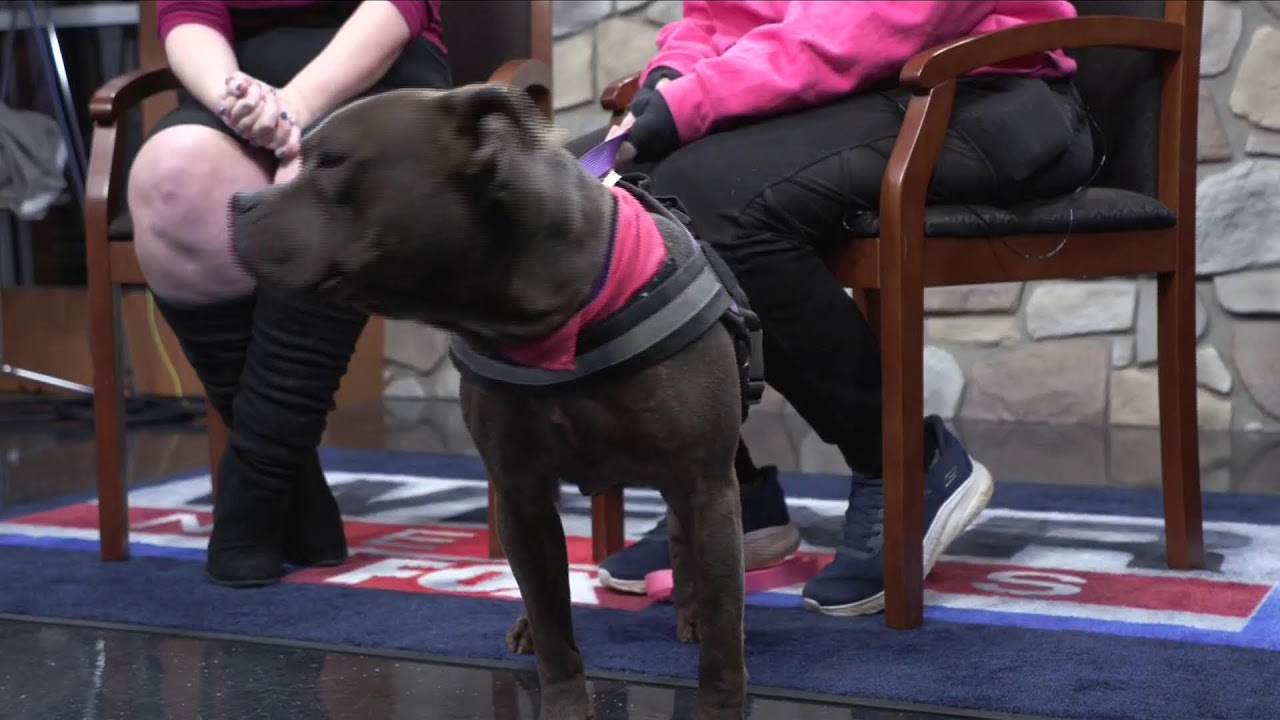 LIVE: Furry Friends
