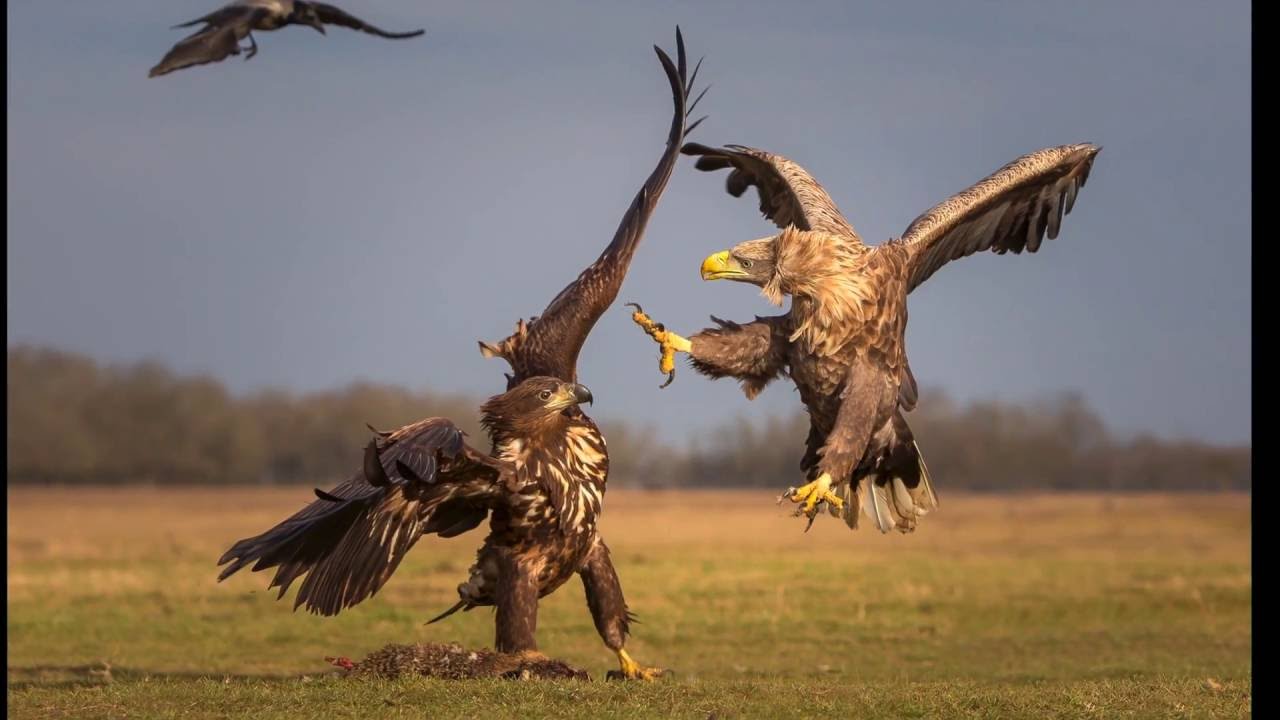 Hungary birds  2015 رحلة تصوير طيور المجر  - whiate-tailed eagle  photo  shot from  hide