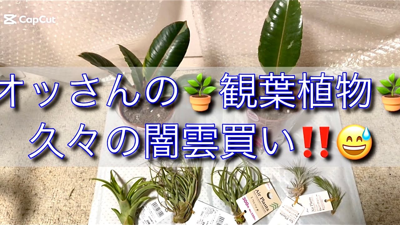 オッさんの＃観葉植物🪴日頃のストレス爆発じゃ〜🔥‼️😵またまた闇雲買いじゃ〜🍁＃フィカスルビー#エアープランツ 
