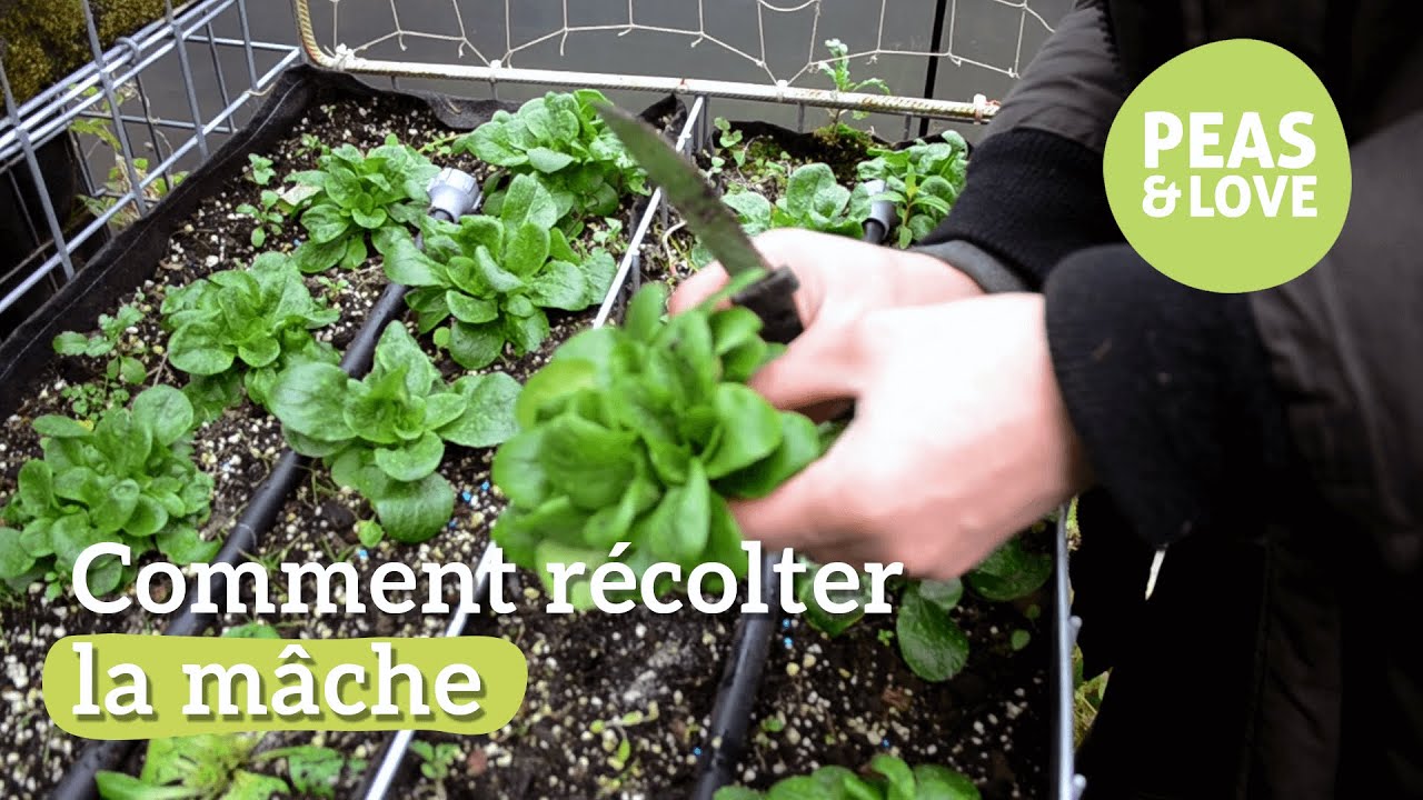 Comment récolter la mâche 🥗