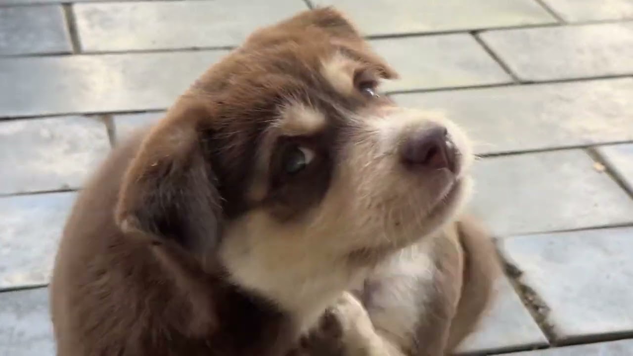 Burly so cute baby dogs