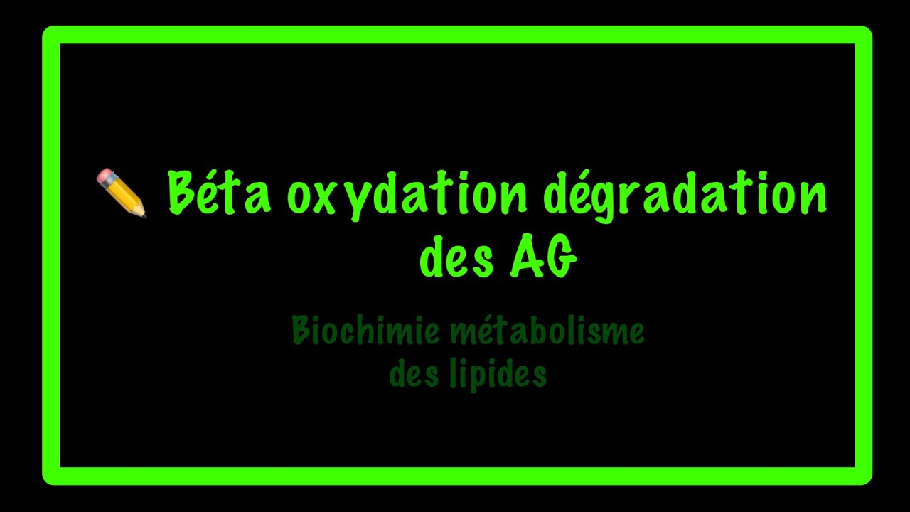 La beta oxydation dégradation des AG
