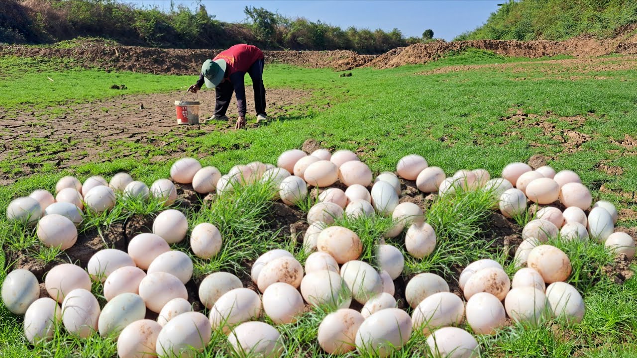OMG amazing  -A farmer collects a lot of duck eggs in a stream, through the dirt and grass.
