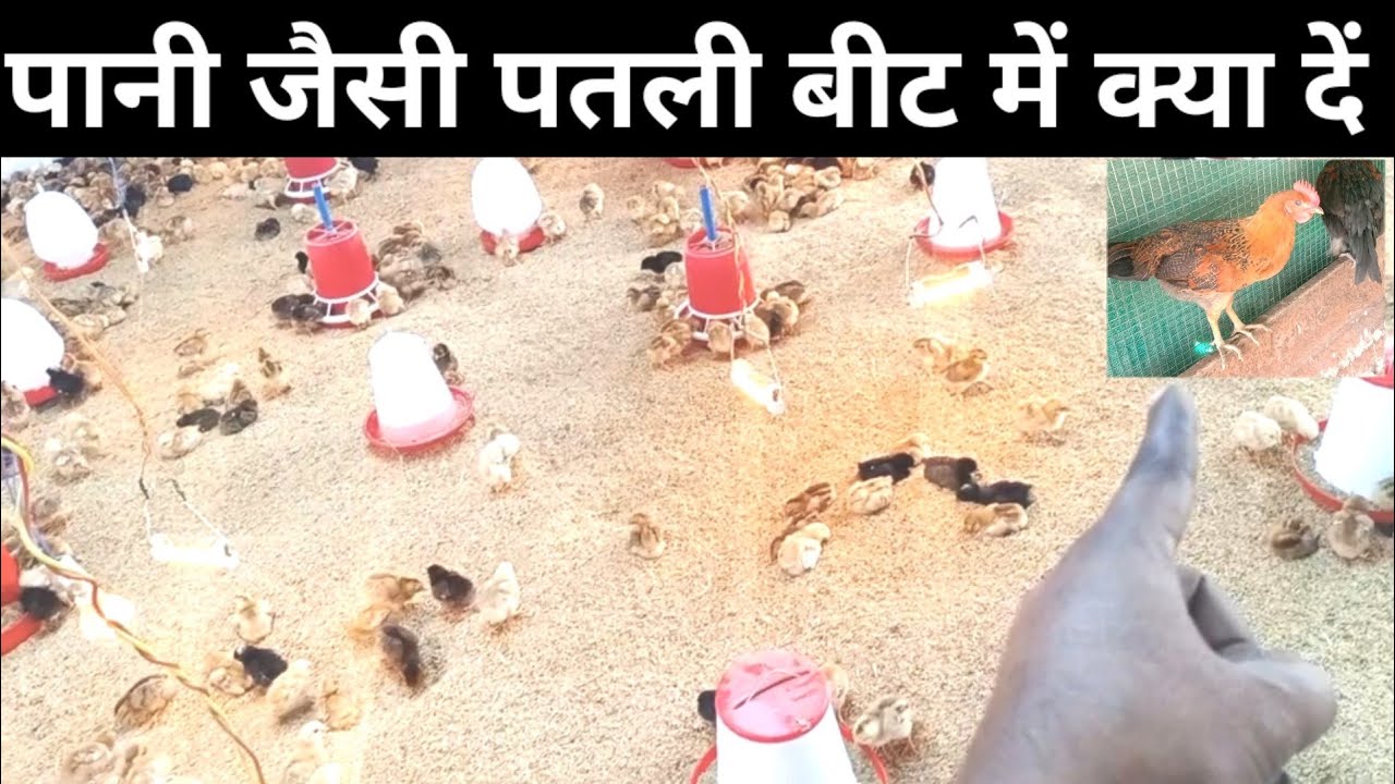 पानी जैसी पतली बीट का ईलाज।।desi murgi palan।।desi poutry farm ।desi murgi farm।। mahsoos qureshi।।