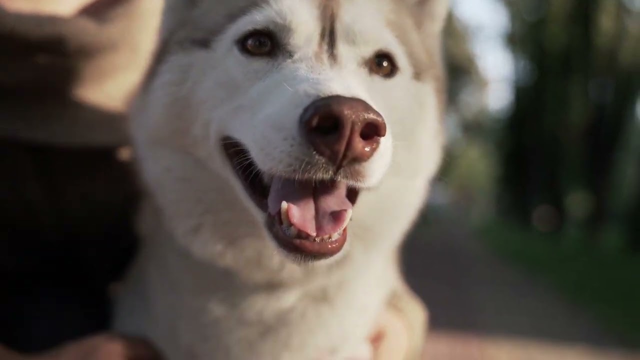 Music that makes dogs wag their tails│Puppy Calm Lab