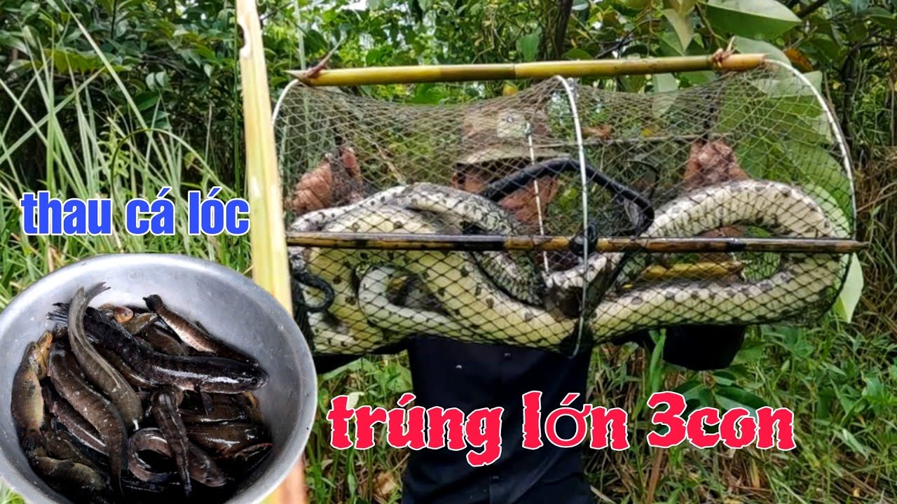 3 Con Vi Cá Vô Lờ Hết Đường Thoát quá May Mắn Cá Dính Đầy Thùng