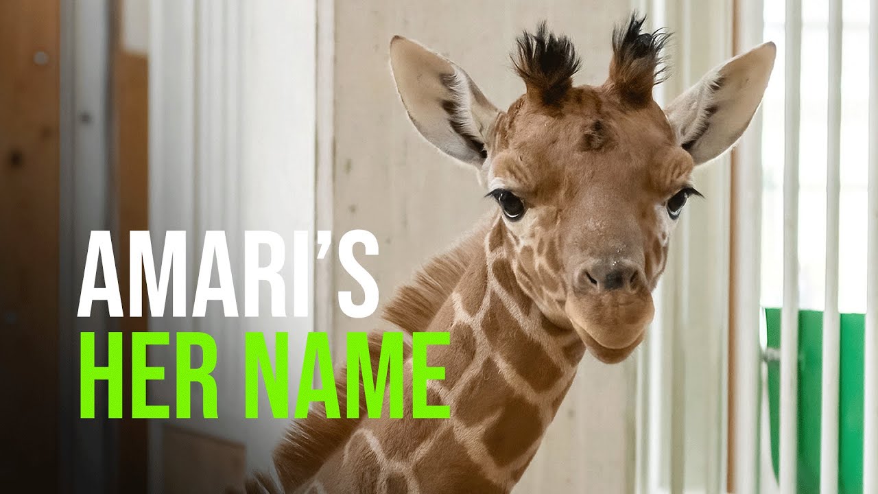 Strong Name For A Strong Giraffe Girl