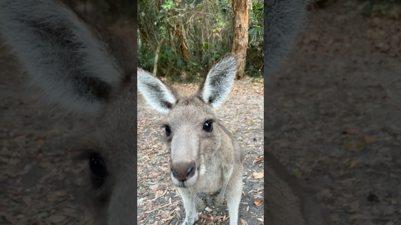 Cute #kangaroo #kangur #australia #australialife #animals #cuteanimals