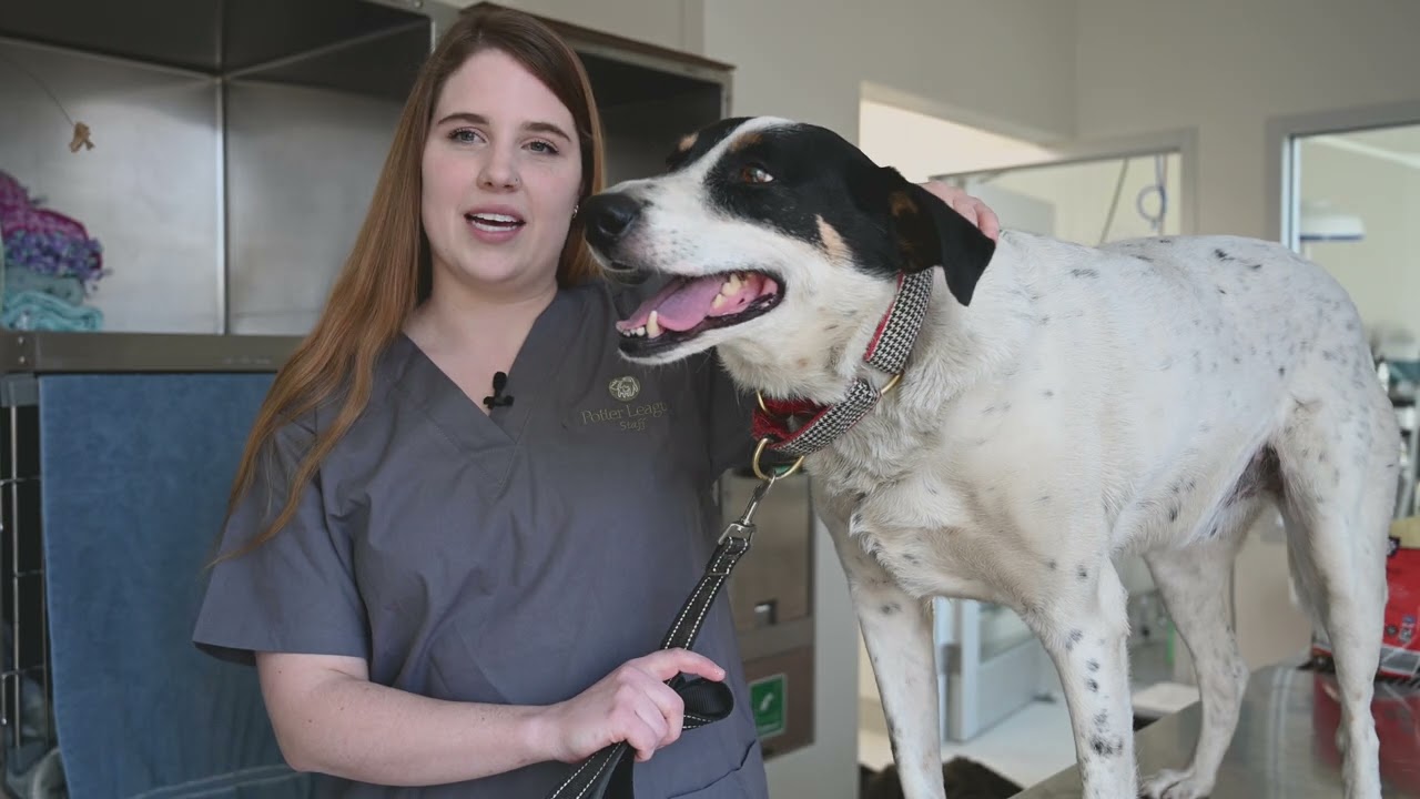 Potter League Spay/Neuter Post-Operative Care Instructions​ for Dogs