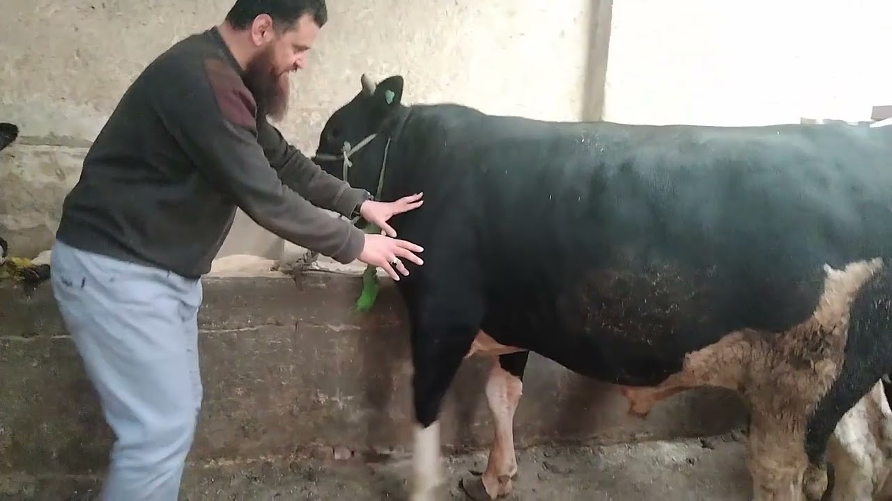 مواصفات العجل الجيد عند شراء الاضحيه تجنبا لجشع التجار