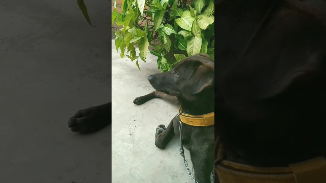 My cute dog Pillu video#viral#dog #cute #shots_video#pet lover#doglover #dogs #puppy #pillu #ytshort