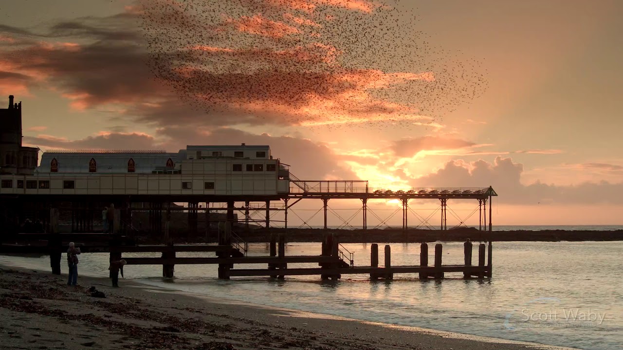 Aberystwyth Starlings. Winter 2018