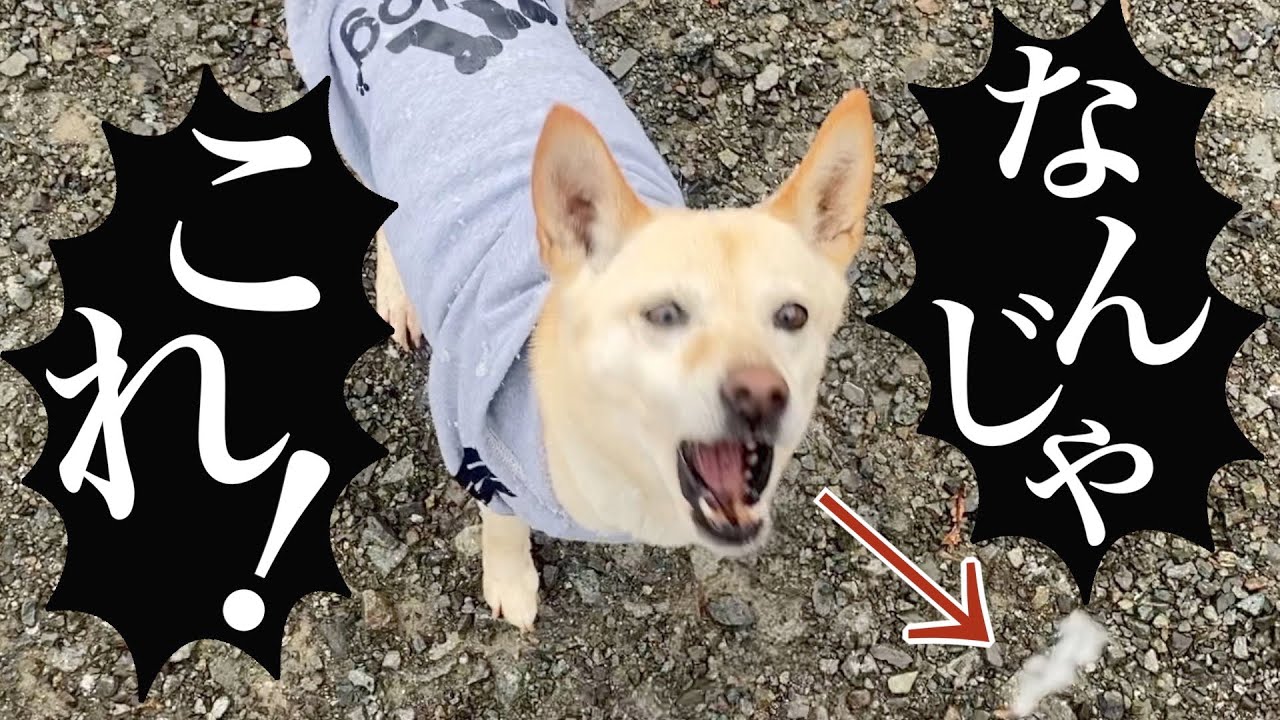 14年雪が降っていない土地に初雪…犬のテンションがえらいことにwwww