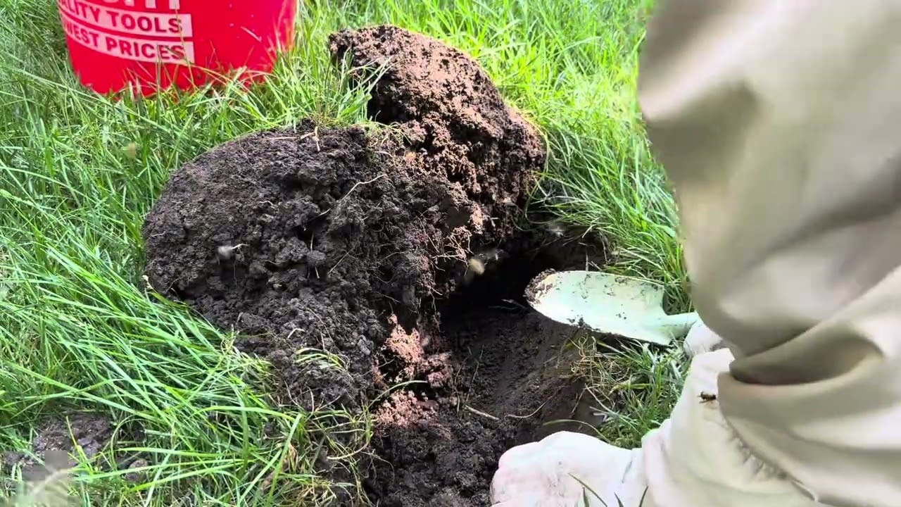 Сухой лед против земляной осы (может ли CO2 убить желтых ос)