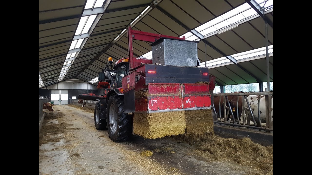 Vliebo bak op bovenlosser. Melkkoeien goedkoop mais, kuil en losse grondstoffen gemengd voeren