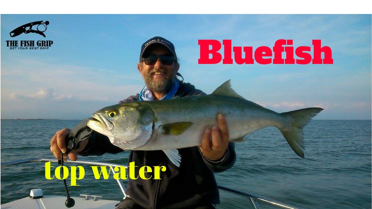 bluefish topwater, anjovas a spinning en delta del Ebro