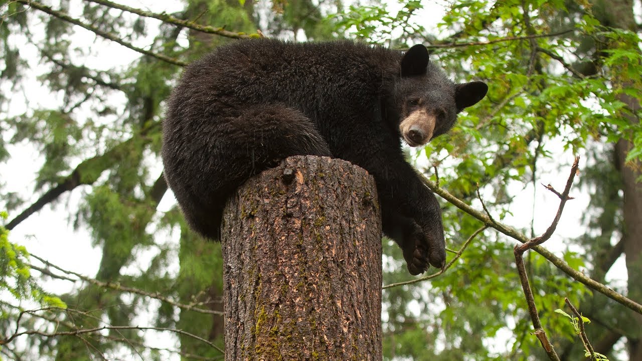 Takoda's story