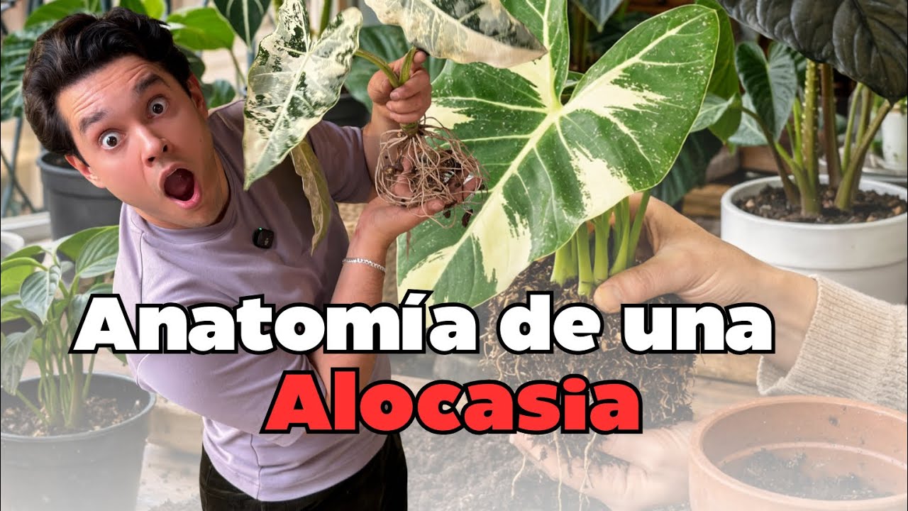Cómo reproducir alocasias correctamente: cormos, errores comunes y anatomía real