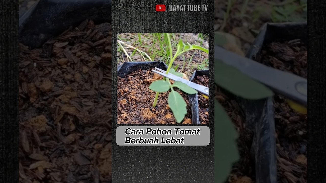 Cara Membuat Pohon Tomat Berbuah Lebat Dengan Potong Pucuk