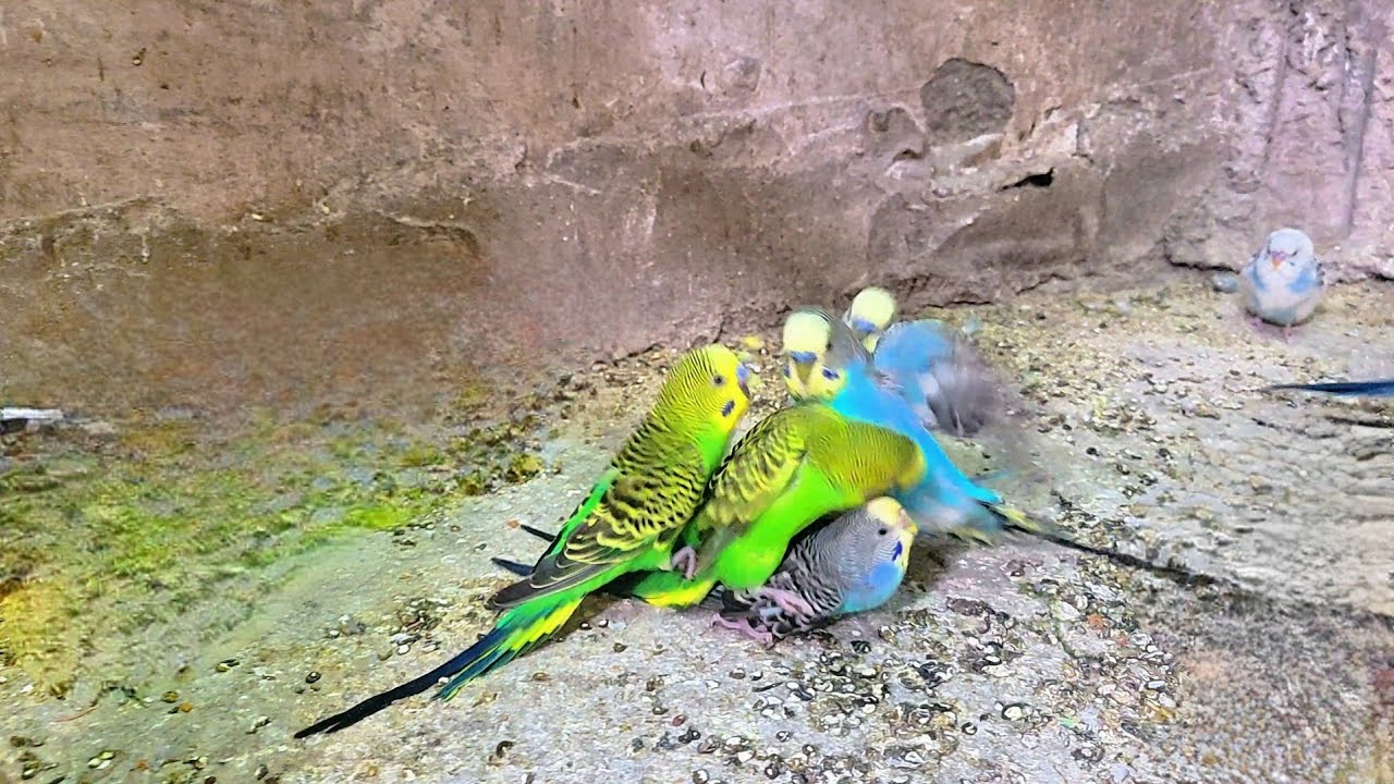 Budgie sounds for lonely bird 😮😯🤯