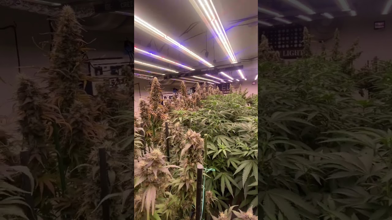 @FlacoWatts Optic LED Flower Room - Slim 480h & Slim 750S - Colorado Cannabis Farm