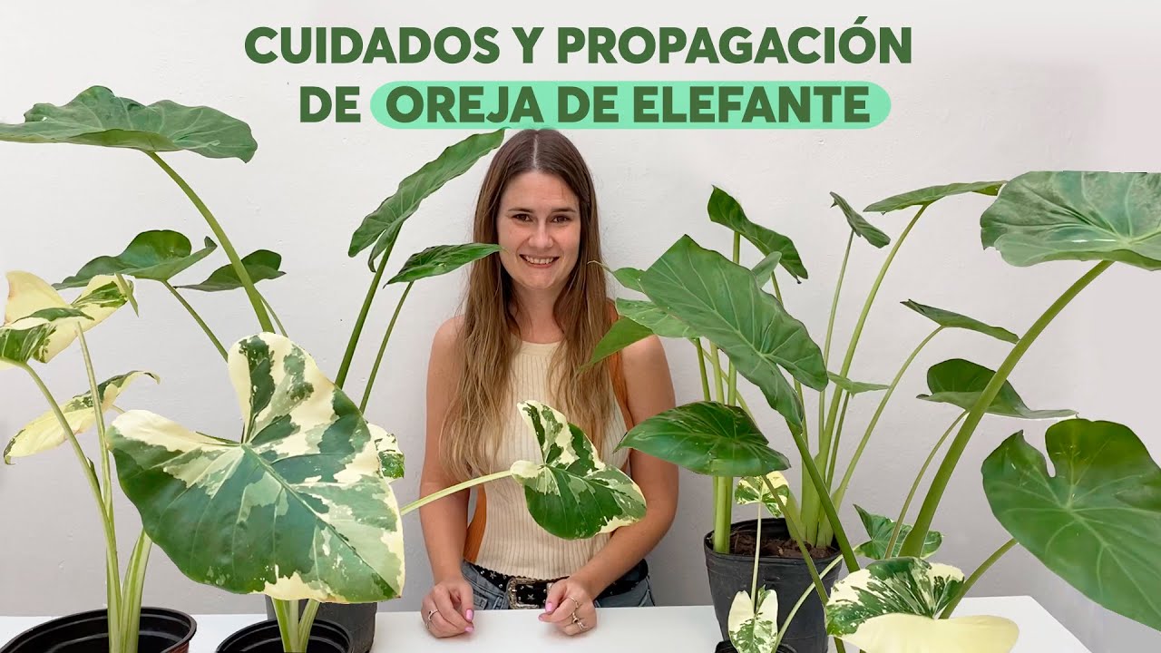 Cuidados y propagación de alocasia oreja de elefante