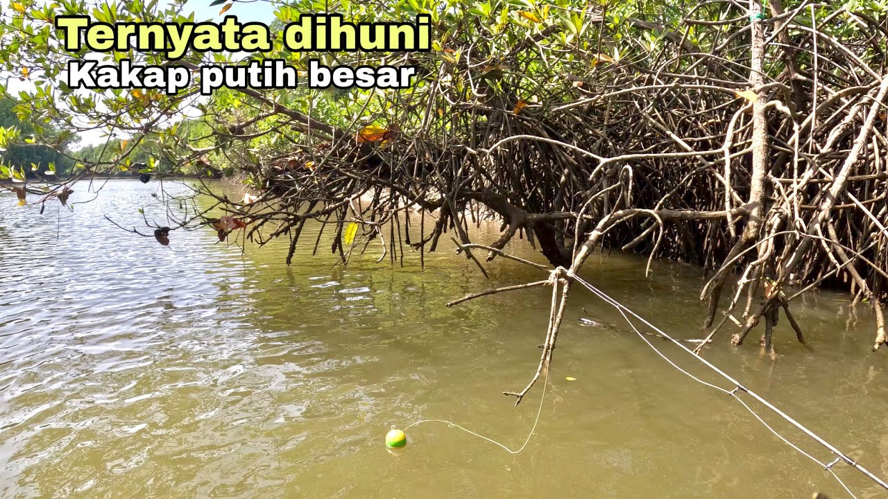 AKHIRNYA NAIK IKAN KAKAP PUTIH BESAR PENGHUNI POHON BAKAU !!! Mancing kakap putih
