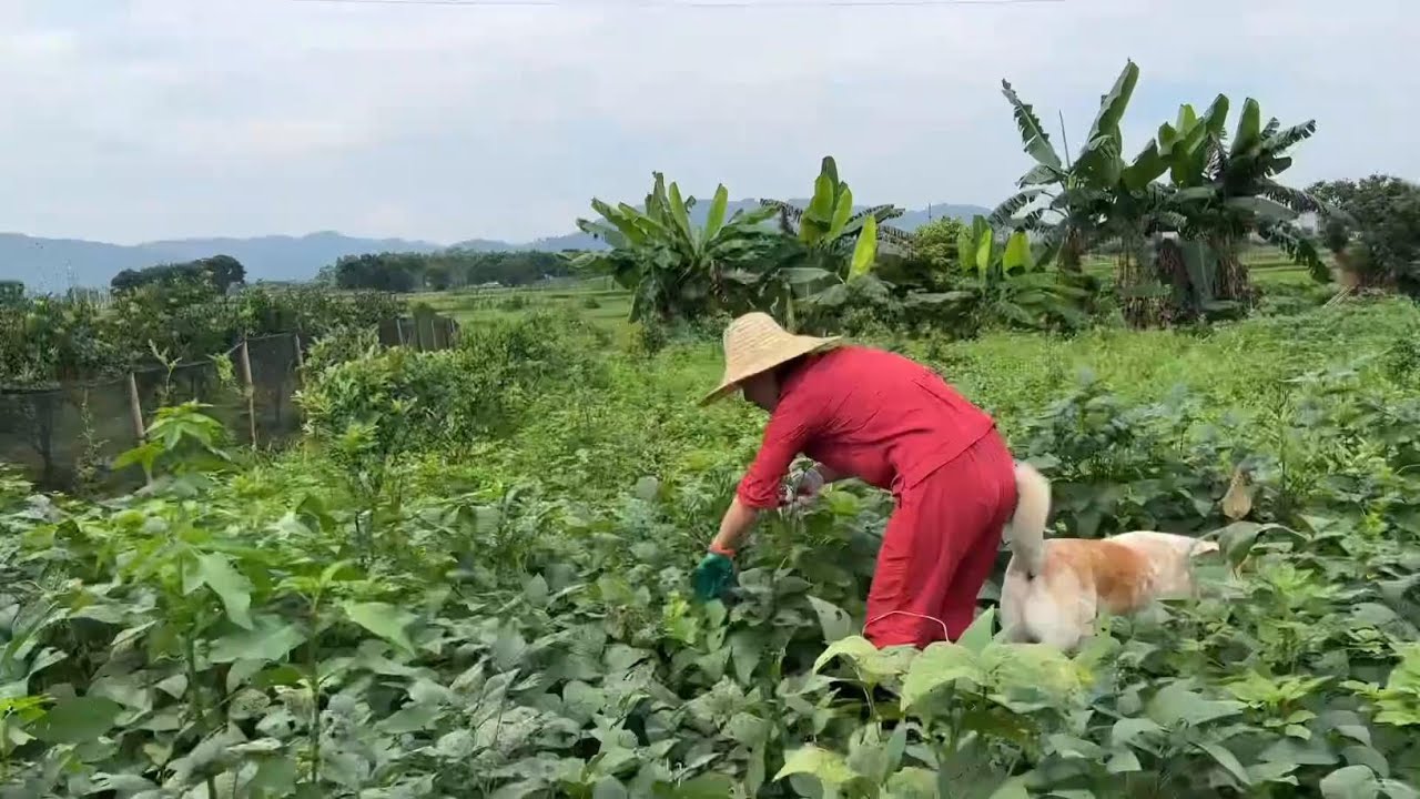 满园的烂西瓜烂香瓜，云姐强摘