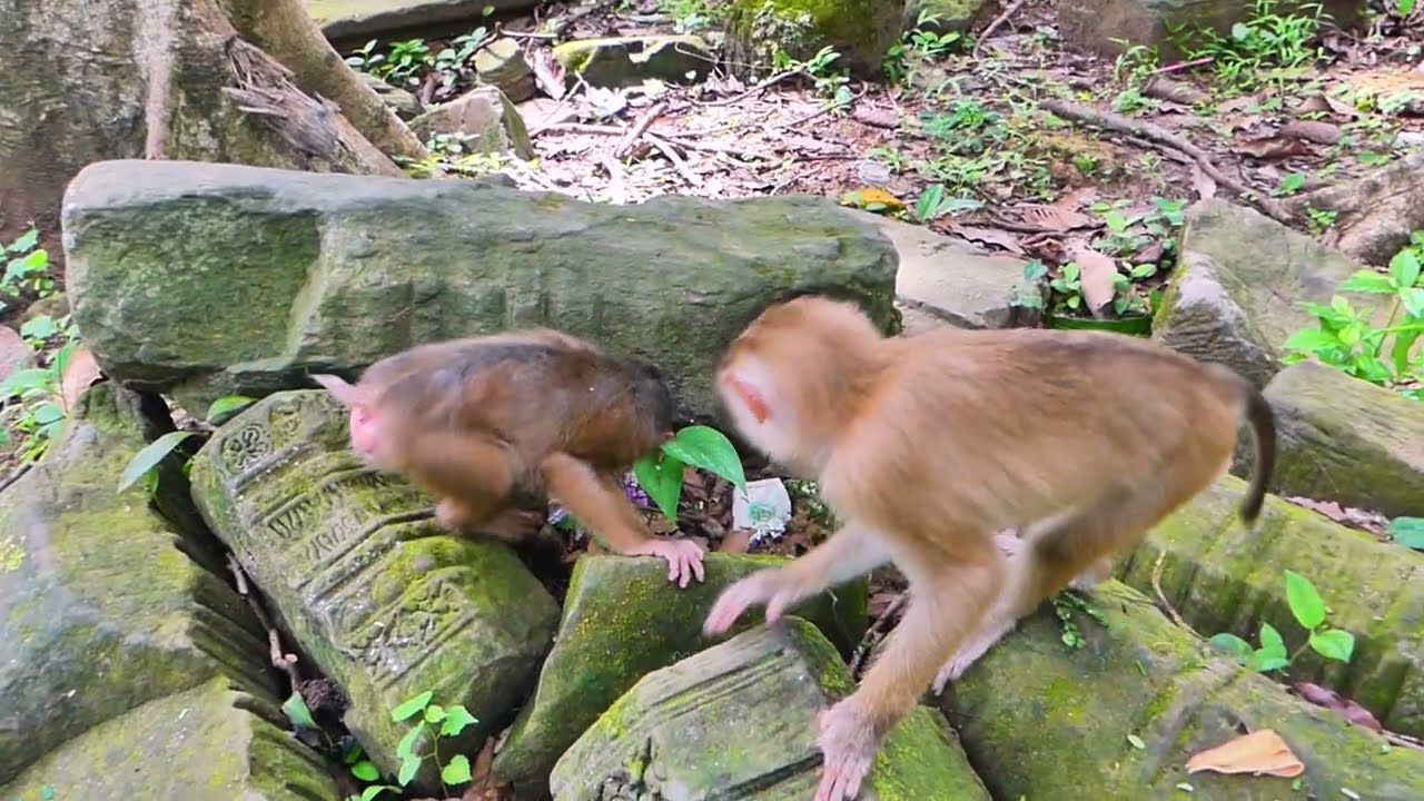 Baila now-abandoned monkey She makes an effort to improve her ability to interact with other monkeys