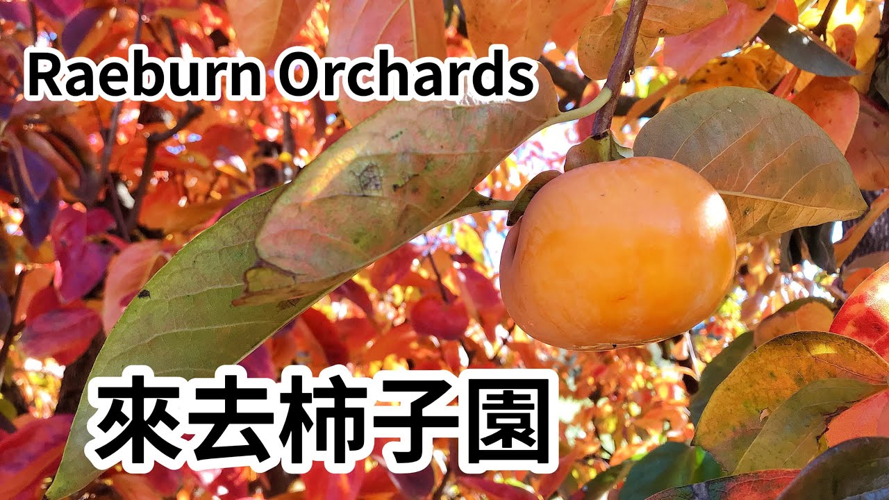 ▎西澳 ▎柿子的季節我們來去柿子園 Raeburn Orchards！超美的橘色落葉有夠欠拍的┃WA LIFE┃澳洲打工度假紀錄分享┃151就是這麼高 ┃