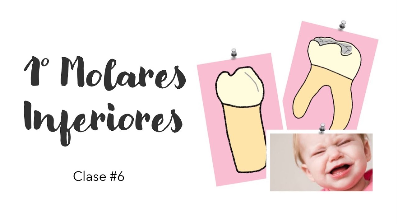 PRIMEROS MOLARES INFERIORES | TUBÉRCULO DE ZUCKERKANDL