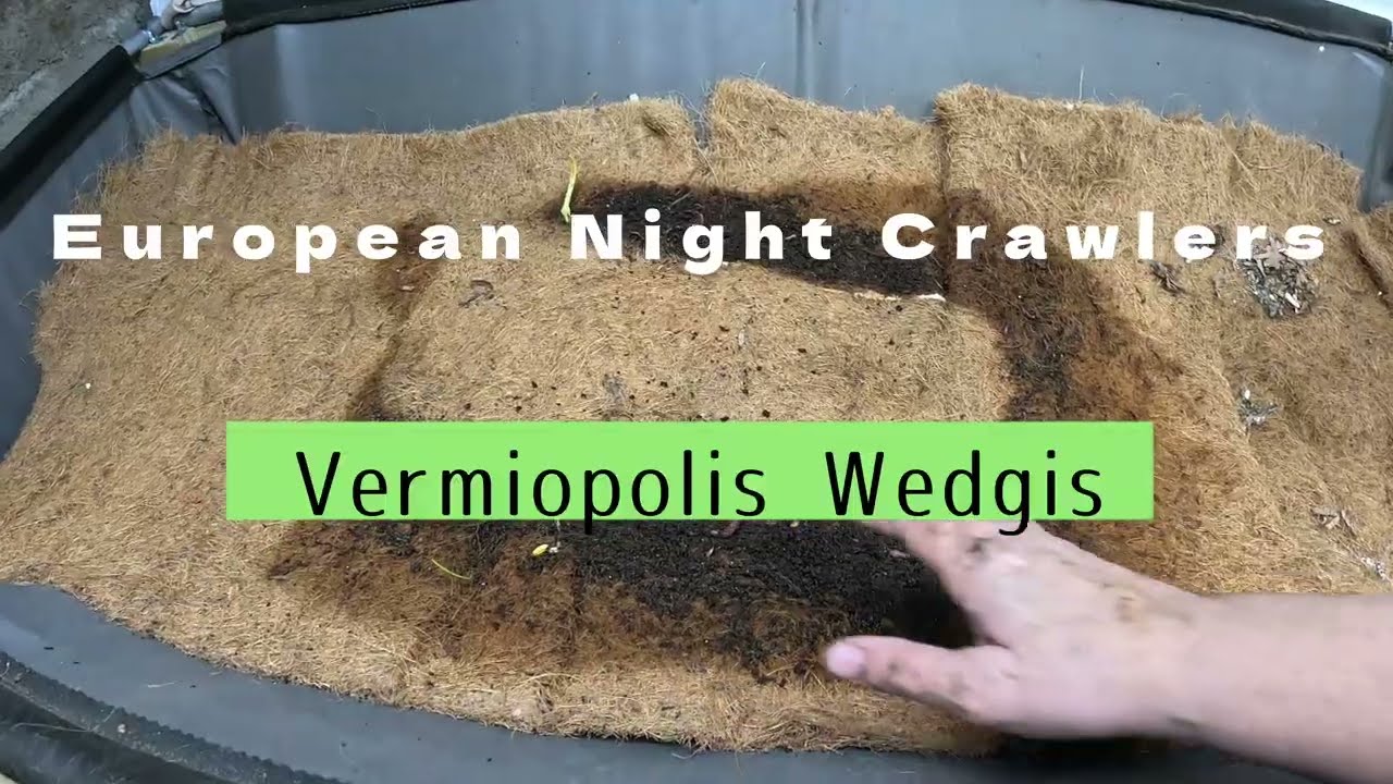 Watch Your Worms Transform Kitchen Waste