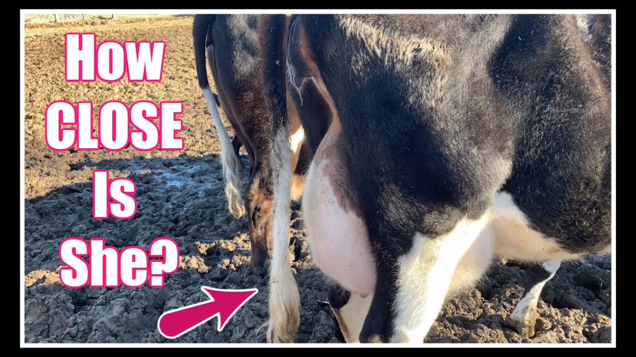 RAW MILK SOON! Signs of CALVING~