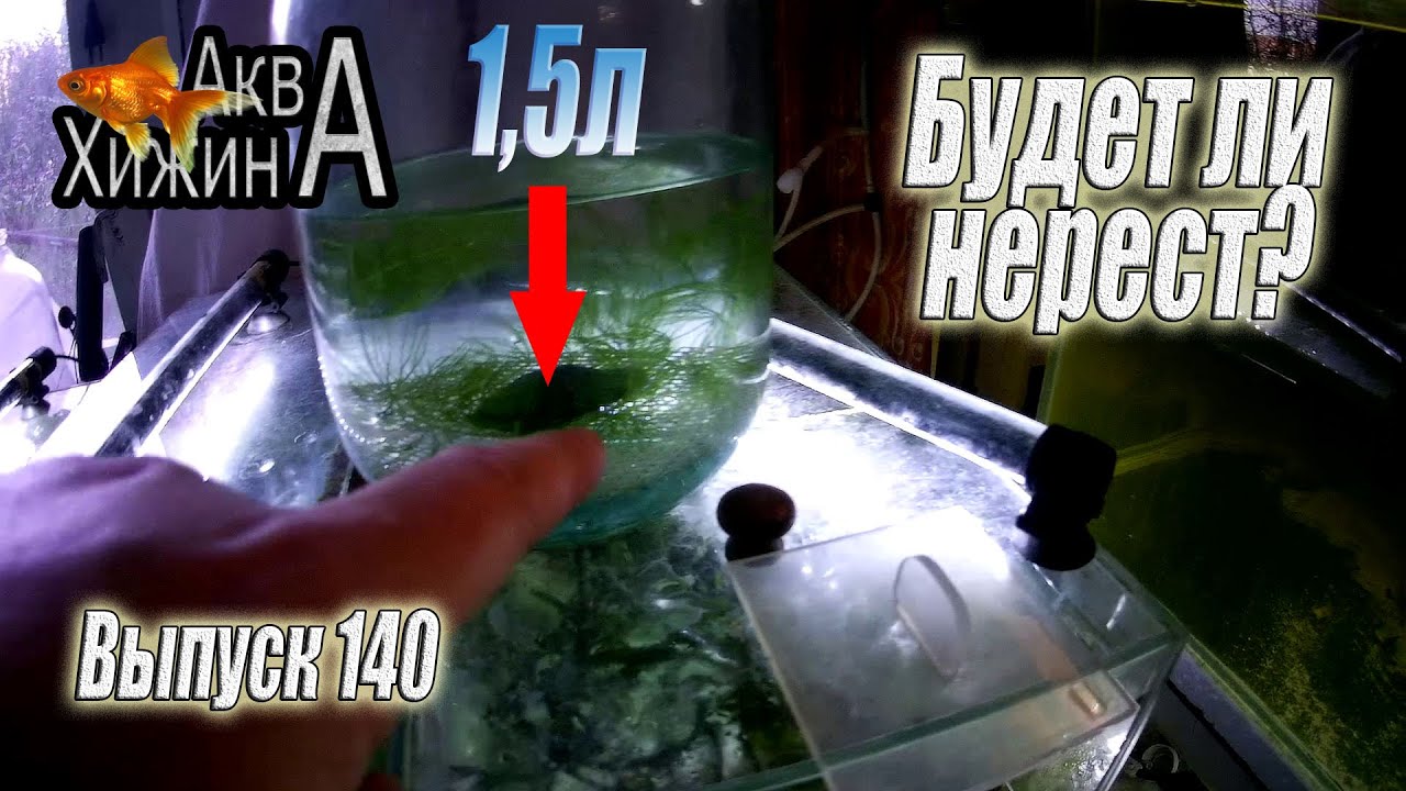 Возможен ли нерест в 1,5л воды? Кардиналы и вишнёвые барбусы (Аква Хижина, выпуск 140)