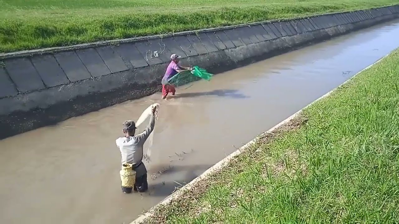 Menjala di irigasi pas airnya surut dapat tawes babon .