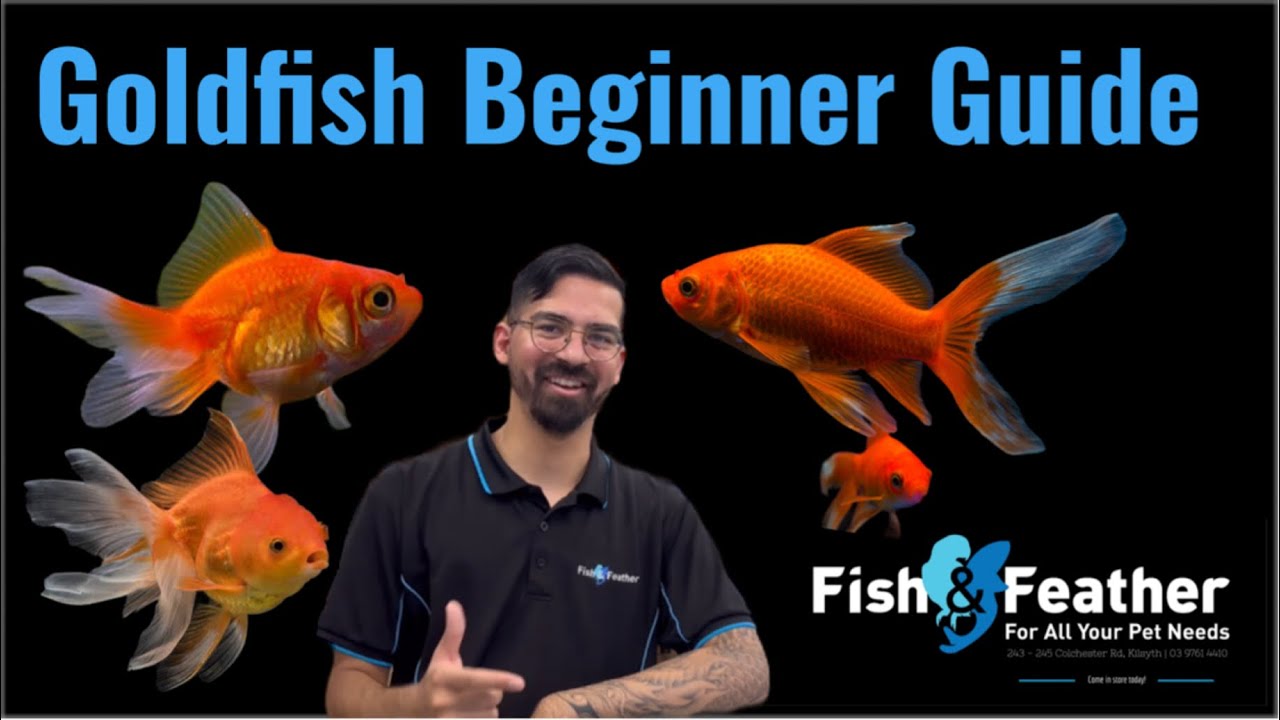Goldfish Beginner Guide.