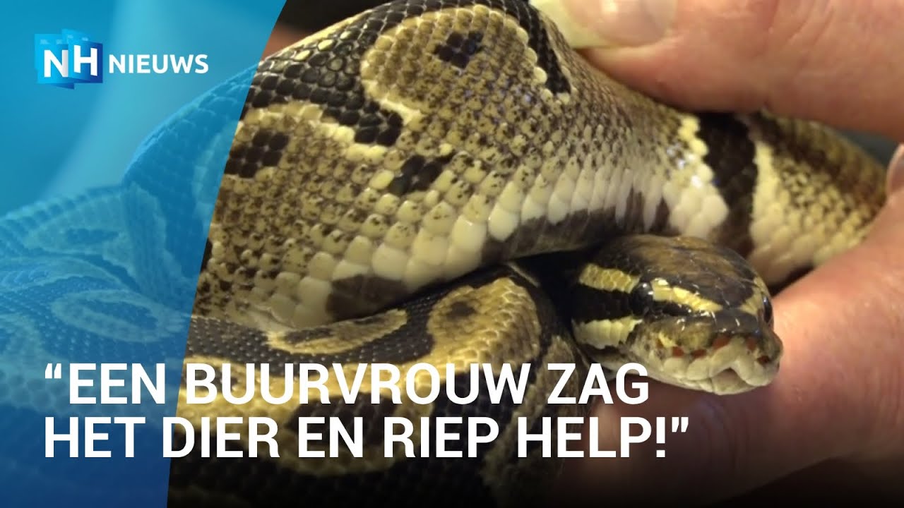 Ontsnapte koningspython houdt buurt wakker