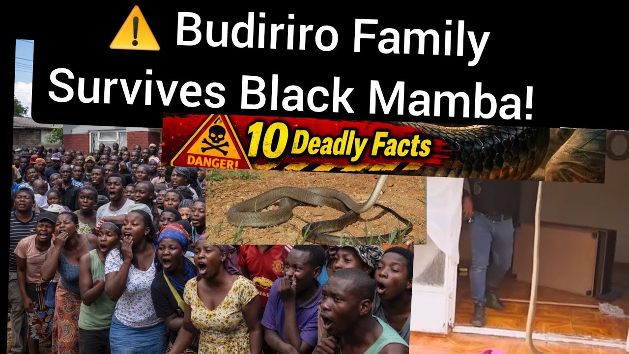 🚨⚠️ Budiriro Family Survives Black Mamba! 10 Deadly Black Mamba  Facts Revealed