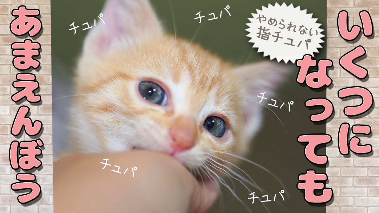 保護直後から指しゃぶり続ける猫の指吸いルーティン7年の歴史ASMR