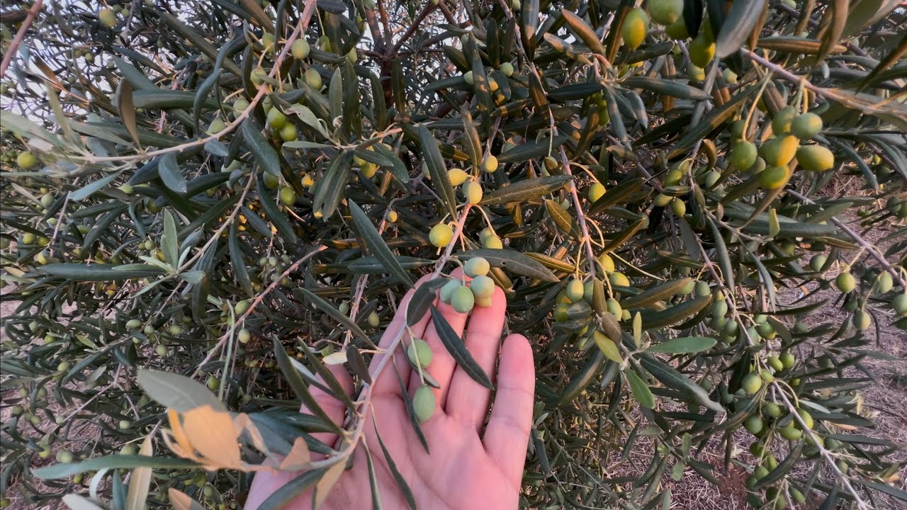 Oliveto 🌳: 10 agosto 2025 🤩
