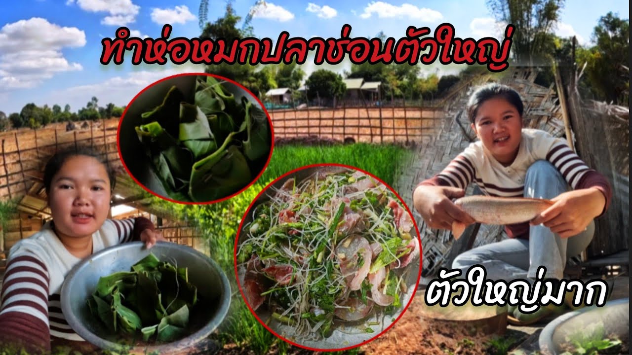 10 มกราคม ค.ศ. 2026ทำห่อหมกปลาช่อนตัวใหญ่มาก//ເຮັດຫມົກປາຄໍ້ໃຫຍ່