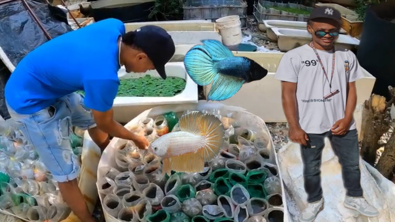 Primera visita, que me muestran más de 10 razas de Bettas con muy buena calidad f1#EnrriqueBettasTV#