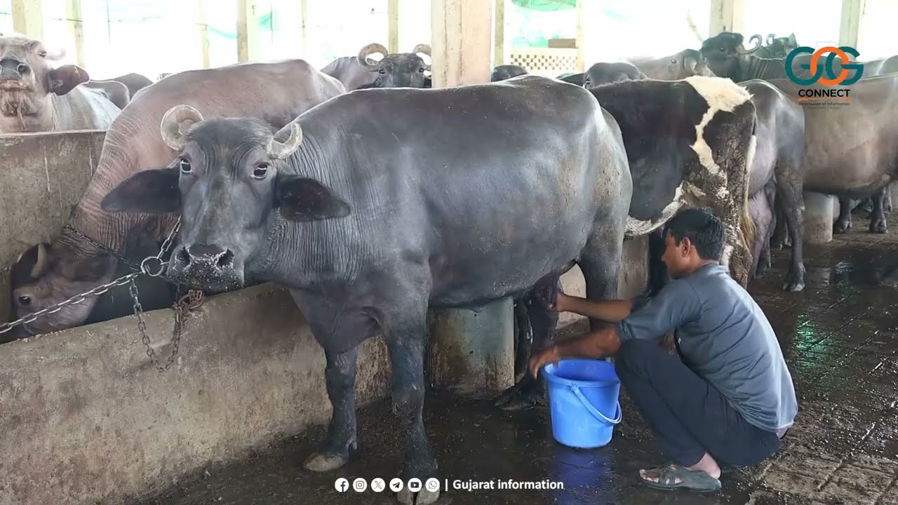 વૈજ્ઞાનિક પદ્ધતિથી સમૃદ્ધ બનતું ગુજરાતનું પશુપાલન ક્ષેત્ર..