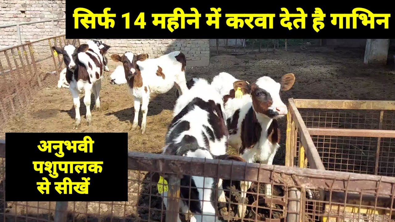 बछडी ऐसे करें तैयार 14 महीने में|female calf management in hindi|pashucare